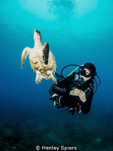 Diver and a Friendly Hawksbill Turtle by Henley Spiers 
